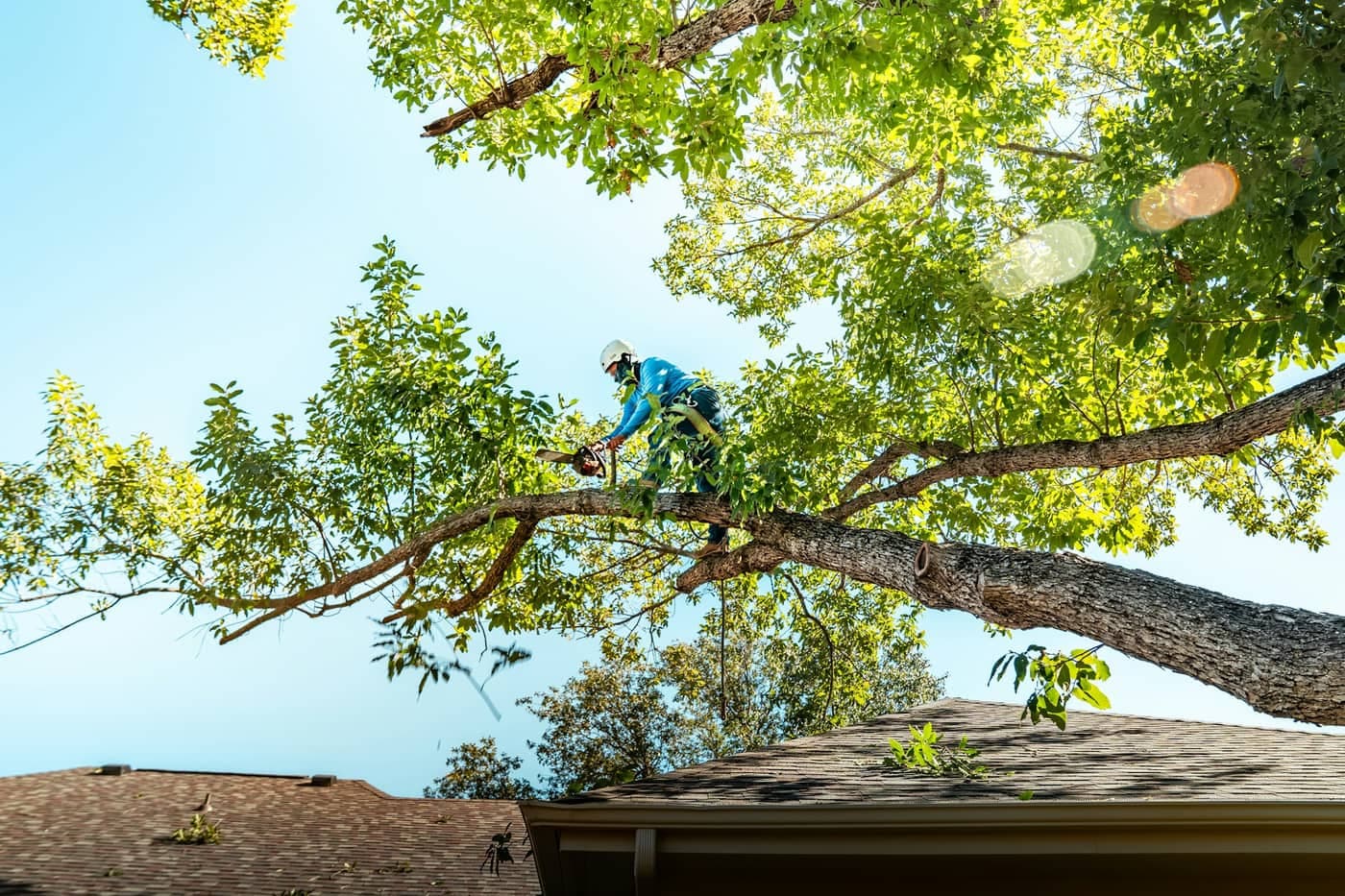 Rob's Tree Services